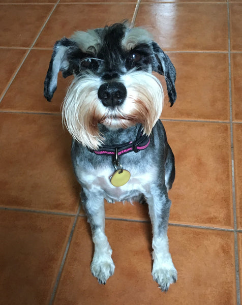 Miniature Schnauser portrait reference photo