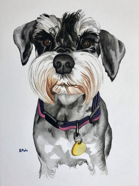 Portrait painting of a Miniature Schnauzer dog