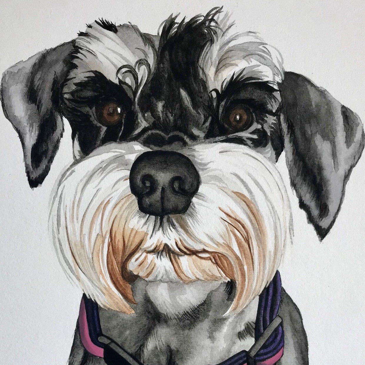 Crop of a painted watercolour portrait of a Miniature Schnauzer dog